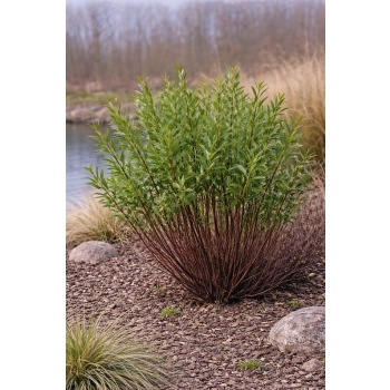 Wierzba smukłoszyjkowa Melanostachys-Salix gracilistyla