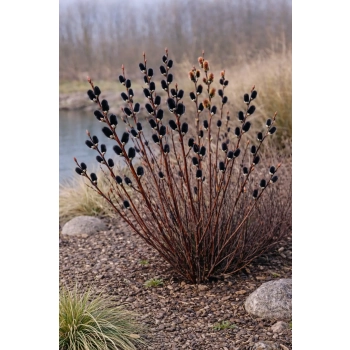 Wierzba smukłoszyjkowa Melanostachys-Salix gracilistyla