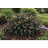 Zadrzewnia Troja Black-Diervilla rivularis