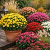 Złocień ogrodowy - Chrysanthemum indicum (hortorum)