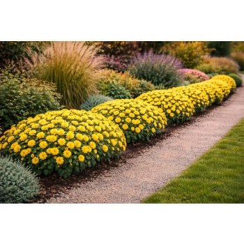 Złocień ogrodowy - Chrysanthemum indicum (hortorum)