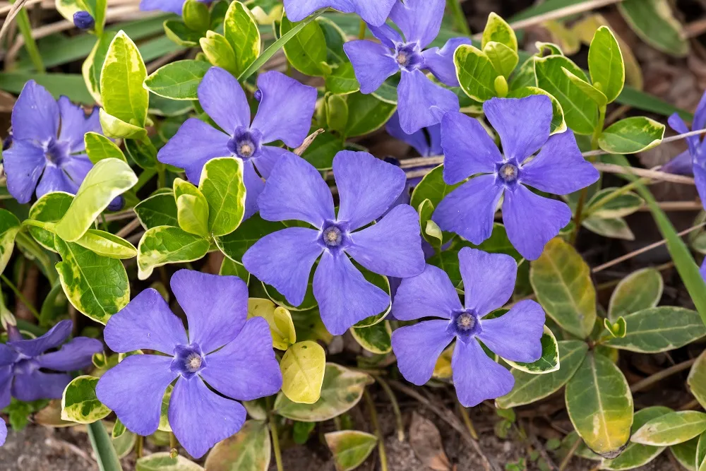 Barwinek większy Variegata - Vinca major