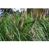 Rozplenica japońska Red Head - Pennisetum alopecuroides