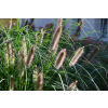 Rozplenica japońska Red Head - Pennisetum alopecuroides