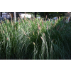 Rozplenica japońska Red Head - Pennisetum alopecuroides