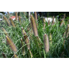 Rozplenica japońska Red Head - Pennisetum alopecuroides