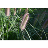 Rozplenica japońska Red Head - Pennisetum alopecuroides