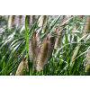 Rozplenica japońska Red Head - Pennisetum alopecuroides