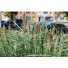 Rozplenica japońska Red Head - Pennisetum alopecuroides