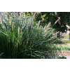 Rozplenica japońska Red Head - Pennisetum alopecuroides
