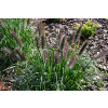 Rozplenica japońska Black Beauty - Pennisetum alopecuroides
