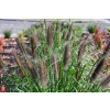 Rozplenica japońska Black Beauty - Pennisetum alopecuroides