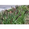 Rozplenica japońska Black Beauty - Pennisetum alopecuroides