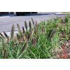 Rozplenica japońska Black Beauty - Pennisetum alopecuroides