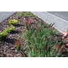Rozplenica japońska Black Beauty - Pennisetum alopecuroides
