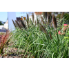 Rozplenica japońska Black Beauty - Pennisetum alopecuroides