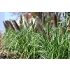 Rozplenica japońska Black Beauty - Pennisetum alopecuroides