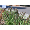 Rozplenica japońska Black Beauty - Pennisetum alopecuroides