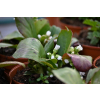 Bergenia sercolistna Snowtime - Bergenia cordifolia