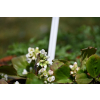 Bergenia sercolistna Snowtime - Bergenia cordifolia