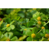Cieszynianka wiosenna - Hacquetia epipactis