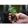 Bodziszek korzeniasty Geranimo White - Geranium macrorrhizum