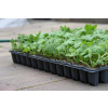 Bodziszek korzeniasty Geranimo White - Geranium macrorrhizum