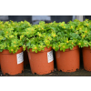 Cieszynianka wiosenna - Hacquetia epipactis