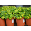 Cieszynianka wiosenna - Hacquetia epipactis