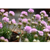 Zawciąg nadmorski Glory of Holland - Armeria maritima