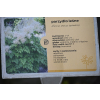 Parzydło leśne - Aruncus dioicus (sylvestris)