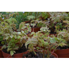 Parzydło leśne - Aruncus dioicus (sylvestris)