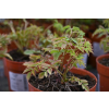 Parzydło leśne - Aruncus dioicus (sylvestris)