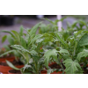 Przegorzan-Echinops ritro