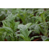 Przegorzan-Echinops ritro
