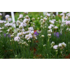 Zawciąg nadmorski Abbey White - Armeria maritima