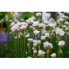 Zawciąg nadmorski Abbey White - Armeria maritima