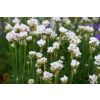 Zawciąg nadmorski Abbey White - Armeria maritima