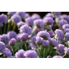 Zawciąg nadmorski Glory of Holland - Armeria maritima