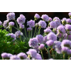 Zawciąg nadmorski Glory of Holland - Armeria maritima
