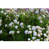 Zawciąg nadmorski Abbey White - Armeria maritima