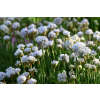 Zawciąg nadmorski Abbey White - Armeria maritima