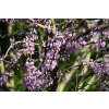Judaszowiec kanadyjski-Cercis canadensis
