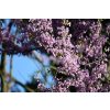Judaszowiec kanadyjski-Cercis canadensis