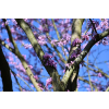 Judaszowiec kanadyjski-Cercis canadensis