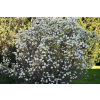 Fotergilla mieszańcowa Beaver Creek - Fothergilla x intermedia