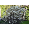 Fotergilla mieszańcowa Beaver Creek - Fothergilla x intermedia