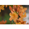 Azalia wielkokwiatowa-Rhododendron