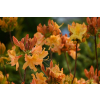 Azalia wielkokwiatowa-Rhododendron
