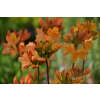 Azalia wielkokwiatowa-Rhododendron